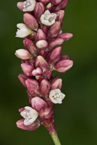 Polygonum erectum #5